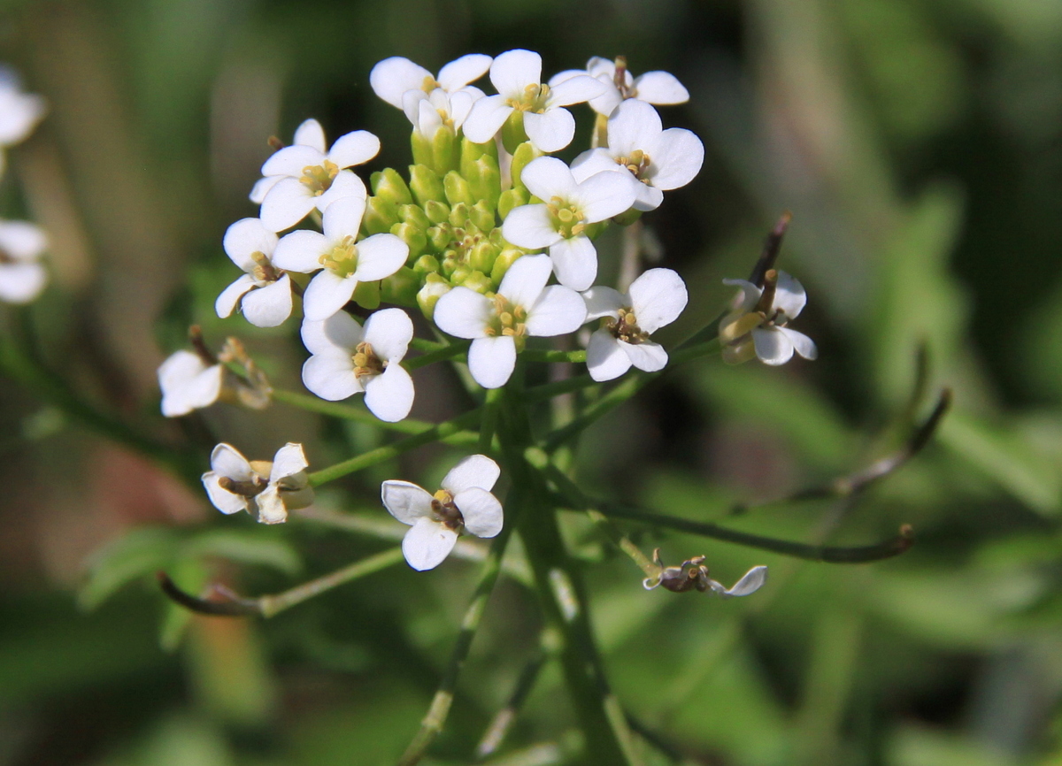 Cardamine flexuosa (door Peter Meininger)