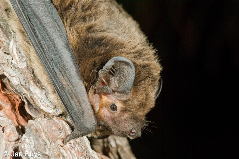 Nyctalus leisleri (door Bernadette van Noort)