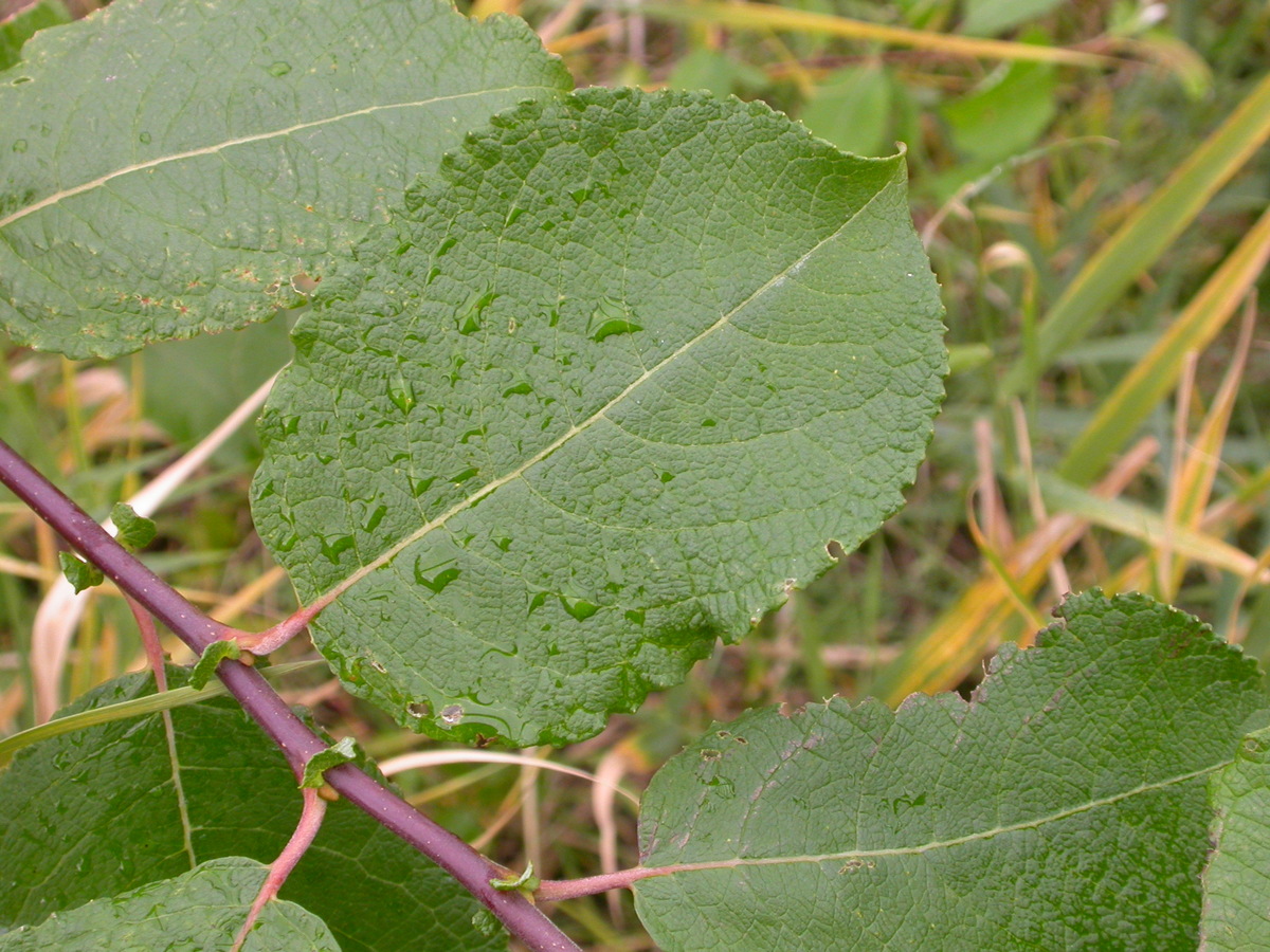 Salix caprea (door Peter Meininger)