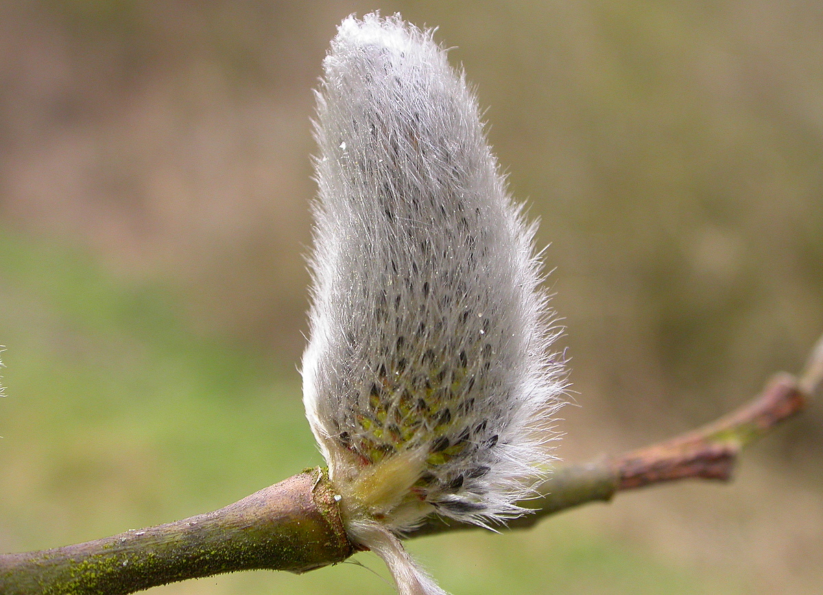 Salix caprea (door Peter Meininger)