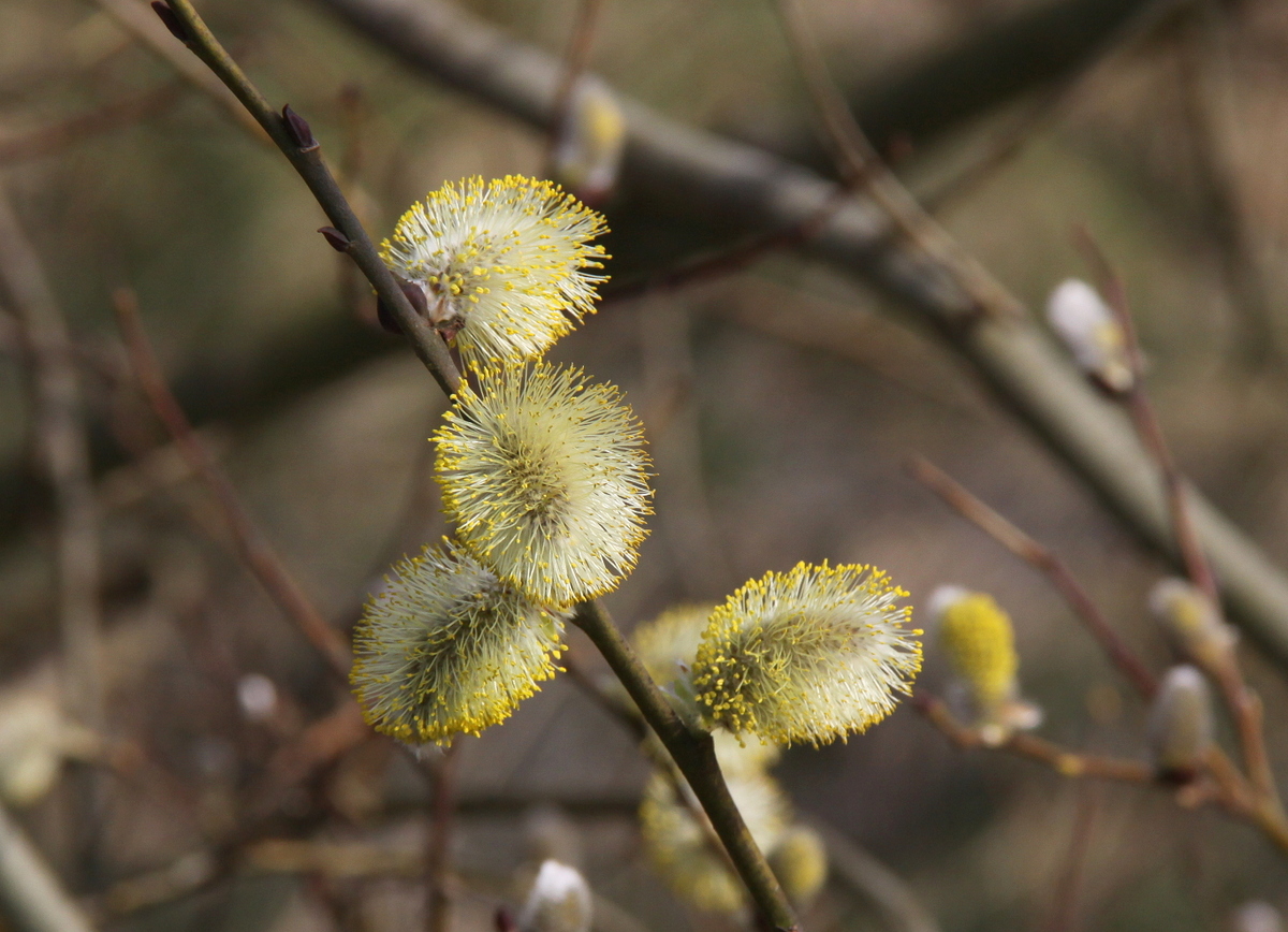 Salix caprea (door Peter Meininger)