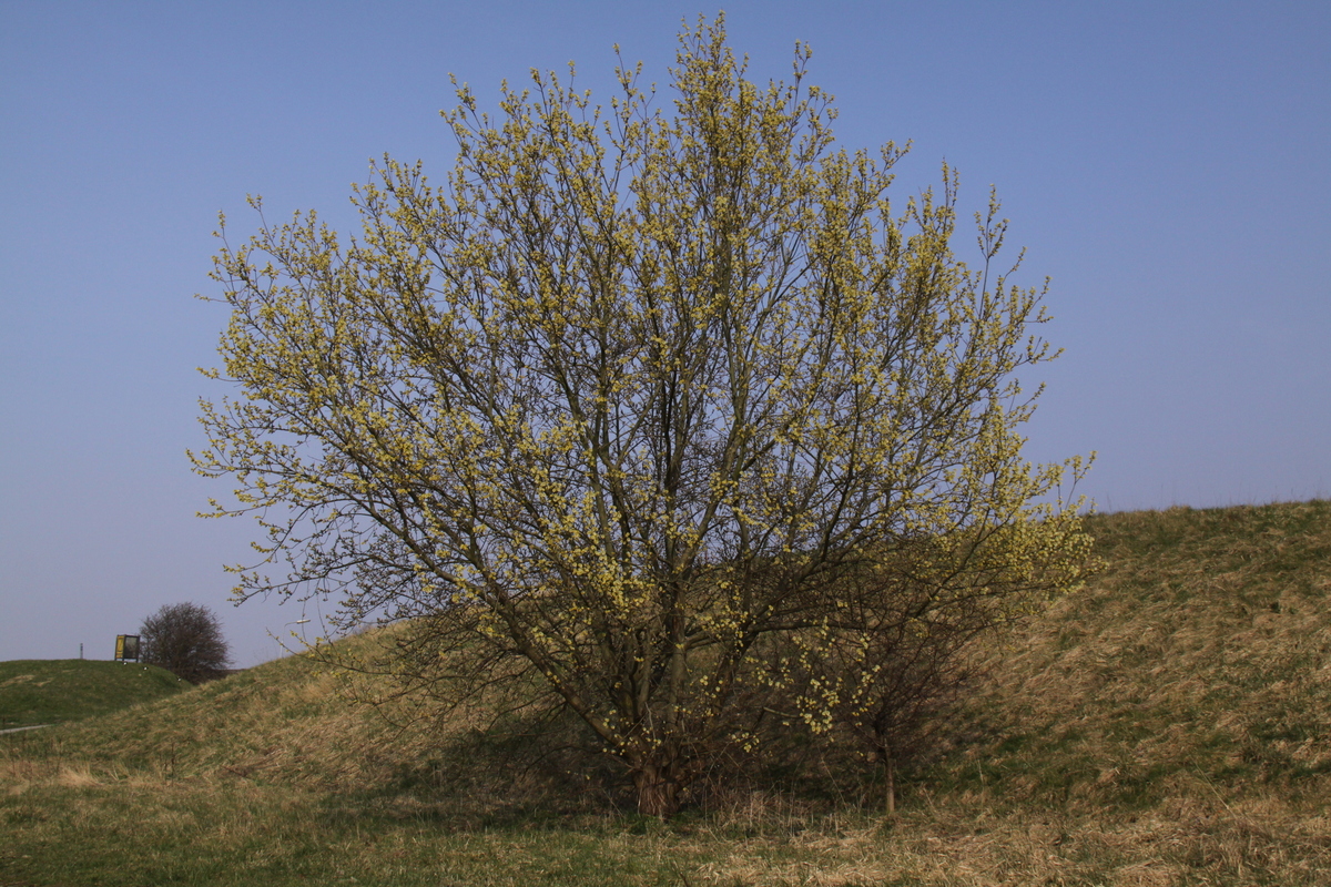 Salix caprea (door Peter Meininger)