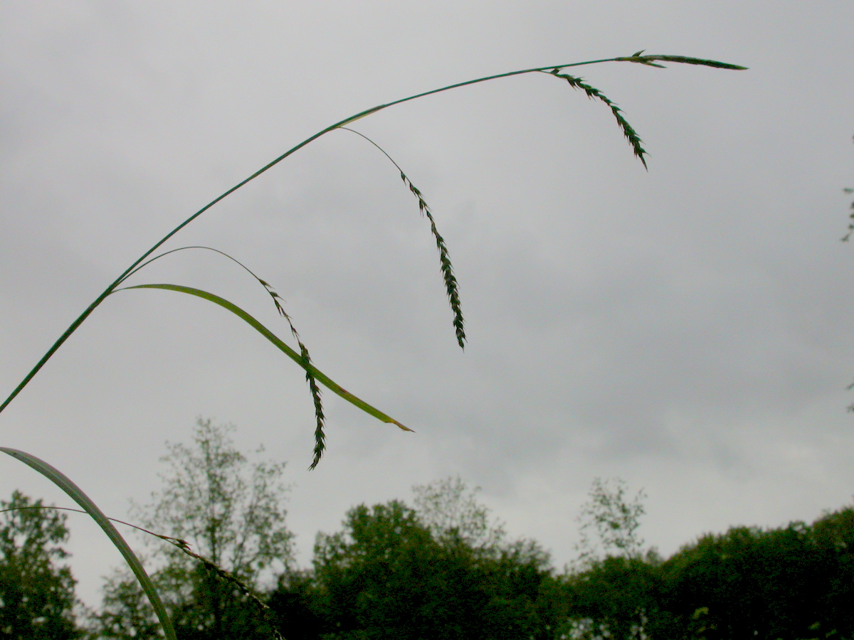 Carex sylvatica (door Peter Meininger)