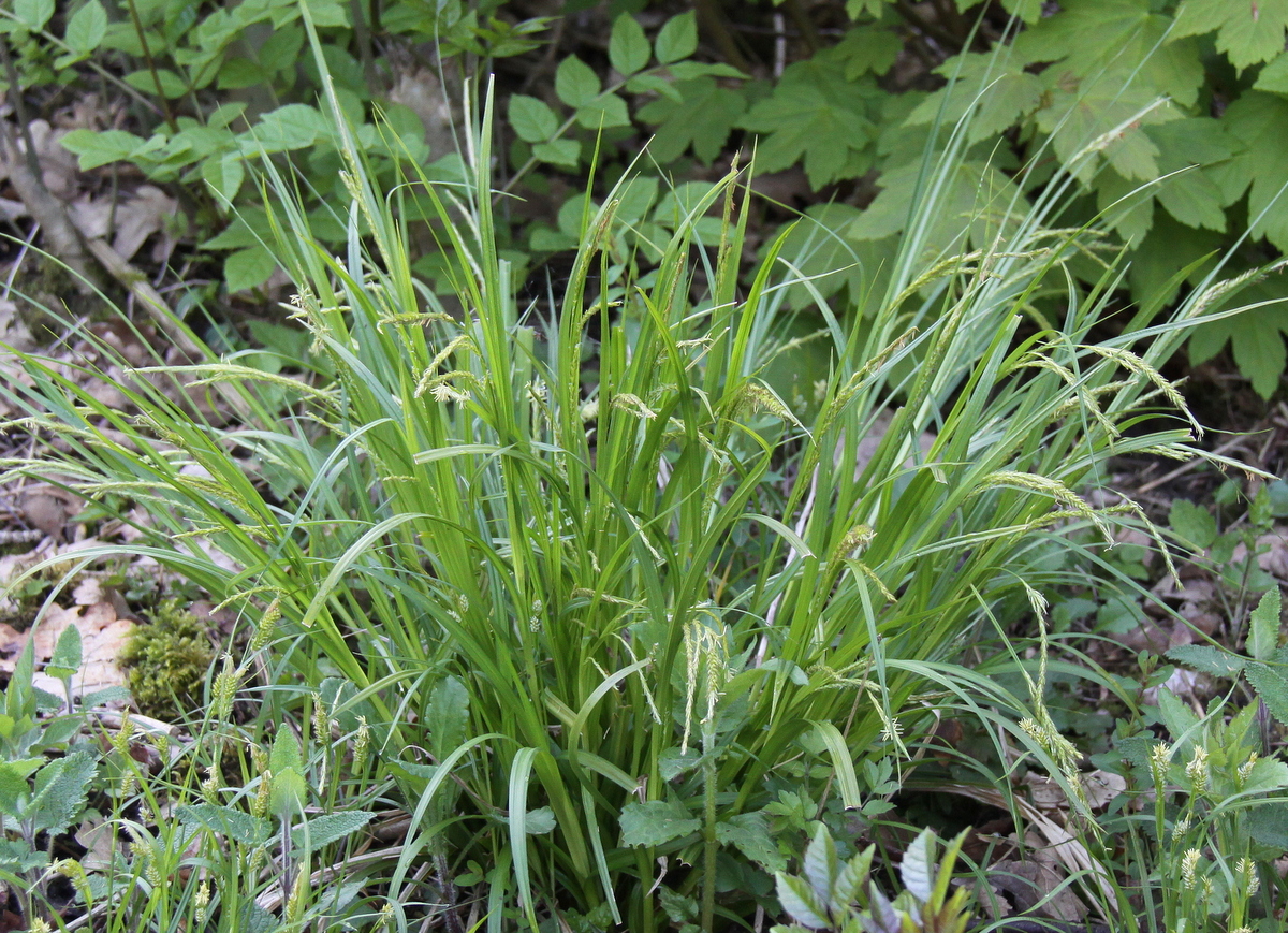 Carex sylvatica (door Peter Meininger)