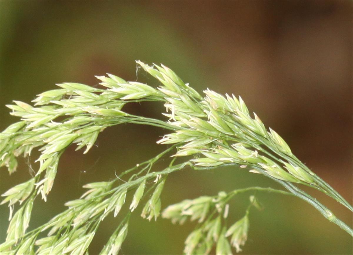 Drymochloa sylvatica (door Peter Meininger)