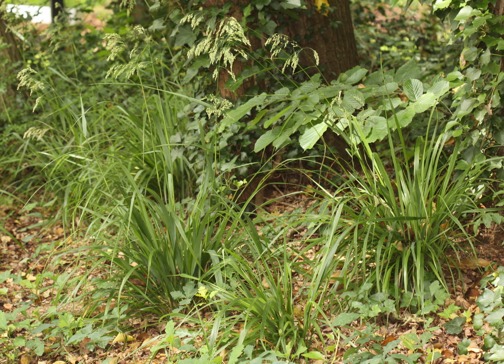 Drymochloa sylvatica (door Peter Meininger)