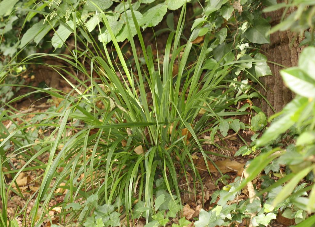 Drymochloa sylvatica (door Peter Meininger)