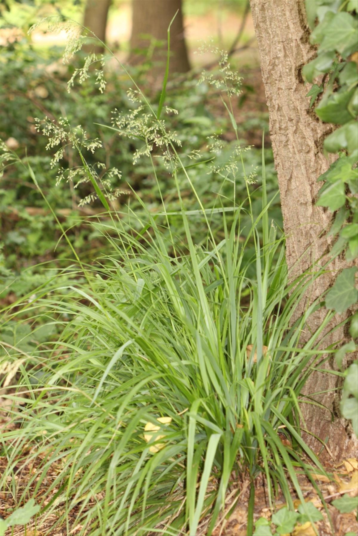 Drymochloa sylvatica (door Peter Meininger)