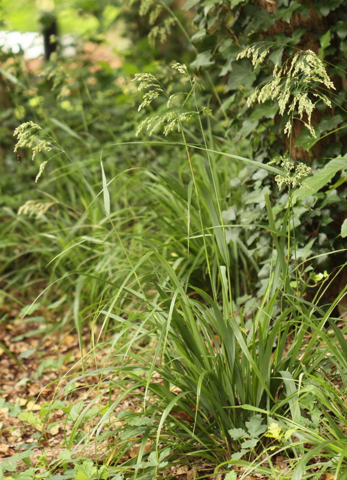 Drymochloa sylvatica (door Peter Meininger)