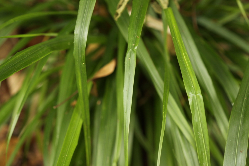 Drymochloa sylvatica (door Peter Meininger)