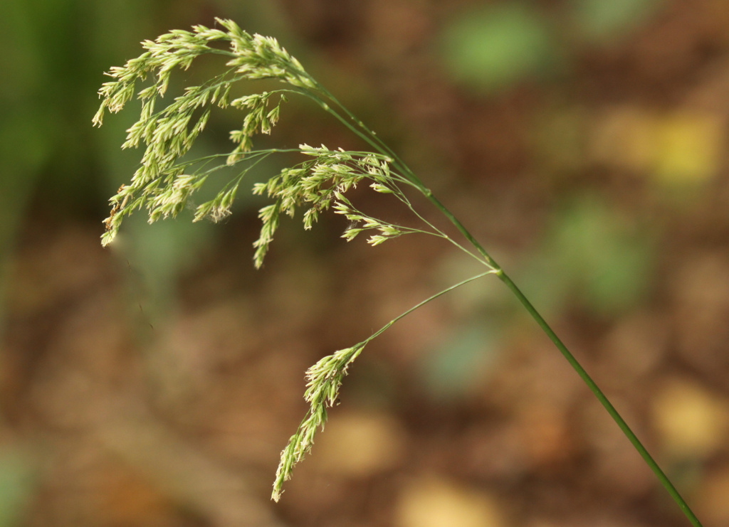 Drymochloa sylvatica (door Peter Meininger)