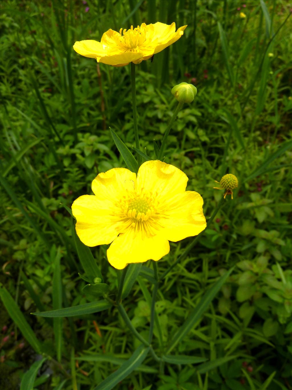 Ranunculus lingua (door Marian Baars)