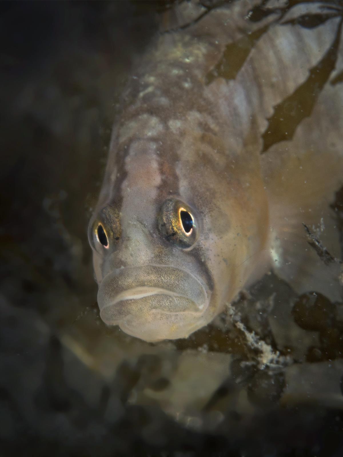 Pholis gunnellus (door Marion Haarsma)