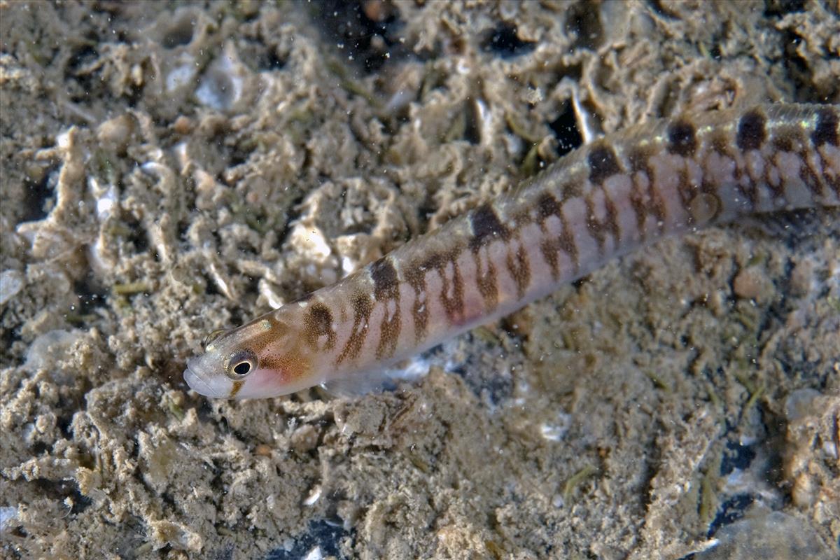 Pholis gunnellus (door Marion Haarsma)