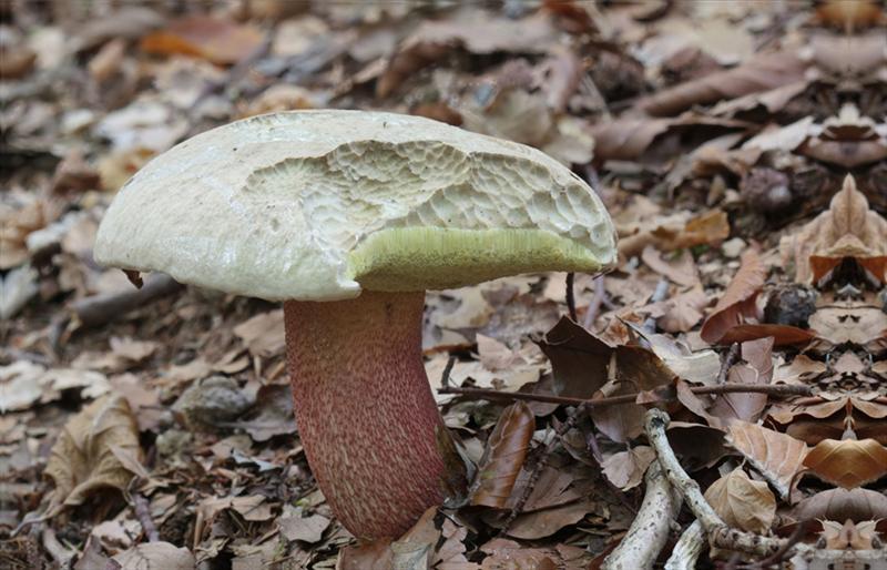 Caloboletus calopus (door Menno Boomsluiter)