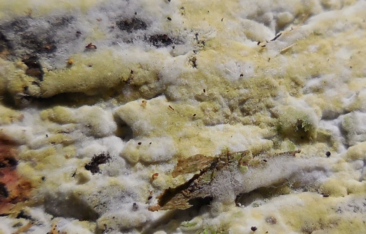 Botryobasidium vagum (door Hermien Wassink)