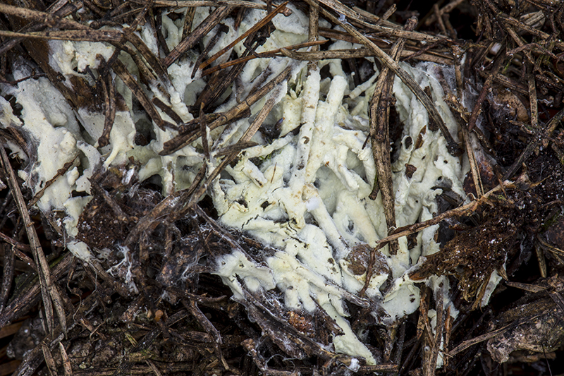 Botryohypochnus isabellinus (door Nico Dam)