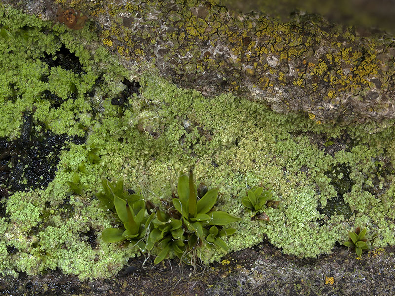 Botryolepraria lesdainii (door Bart Horvers)