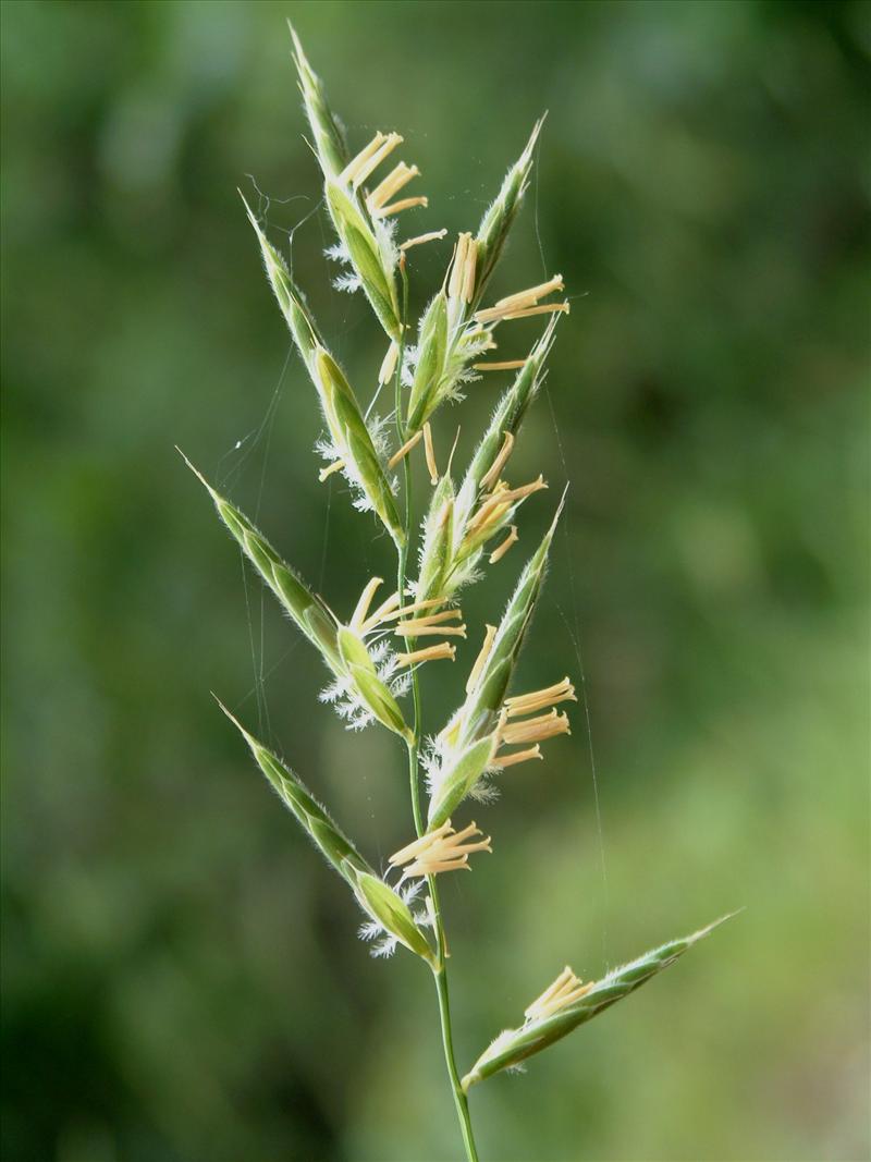 Brachypodium pinnatum (door Adrie van Heerden)