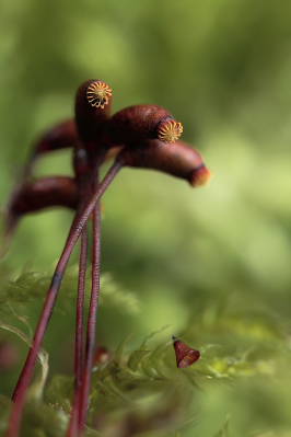 Brachythecium rutabulum (door Klaas van der Veen)