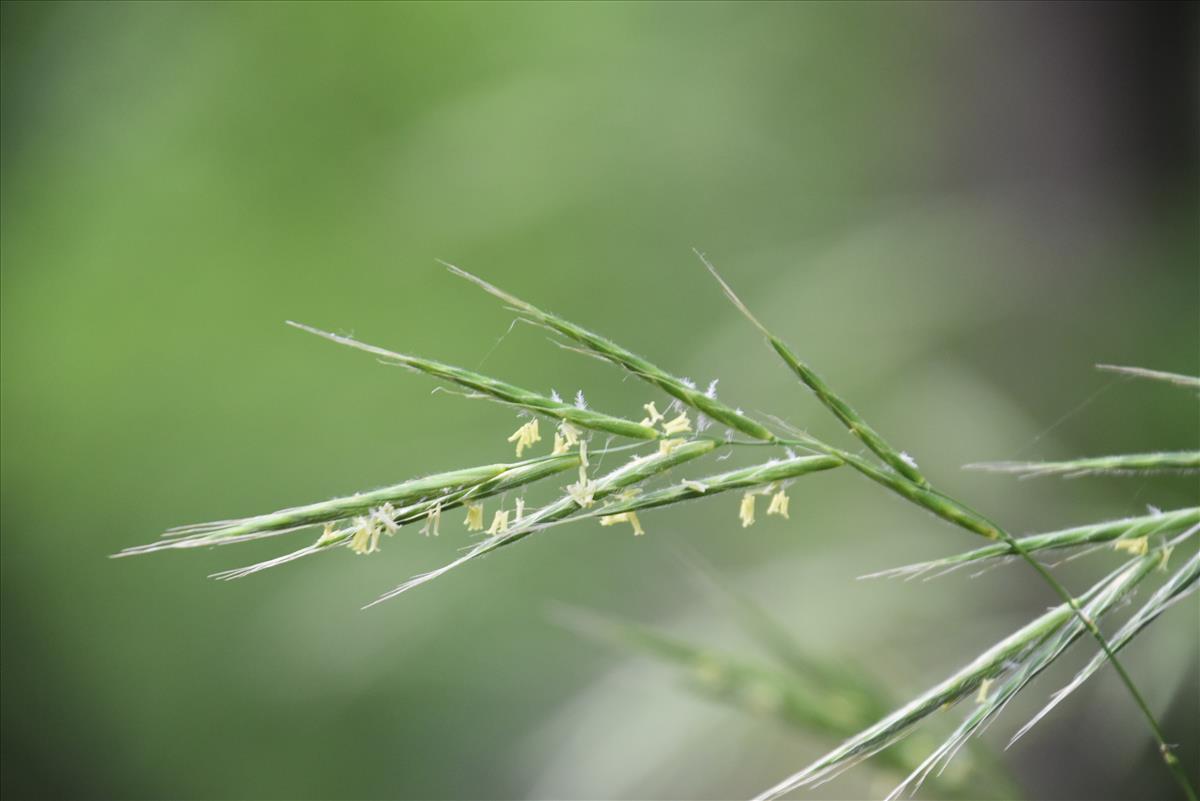 Brachypodium sylvaticum (door Arnout Imhof)