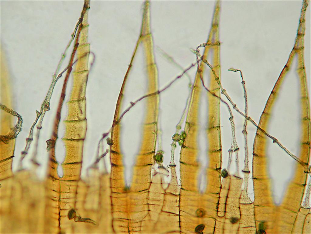 Brachythecium oedipodium (door Cris Hesse)