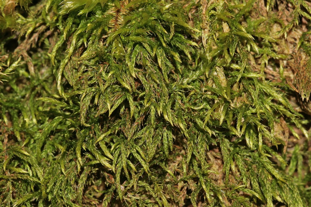 Brachythecium reflexum (door Jan Kersten)
