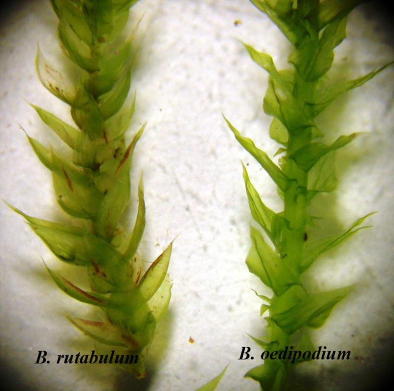 Brachythecium oedipodium (door Henk Greven)