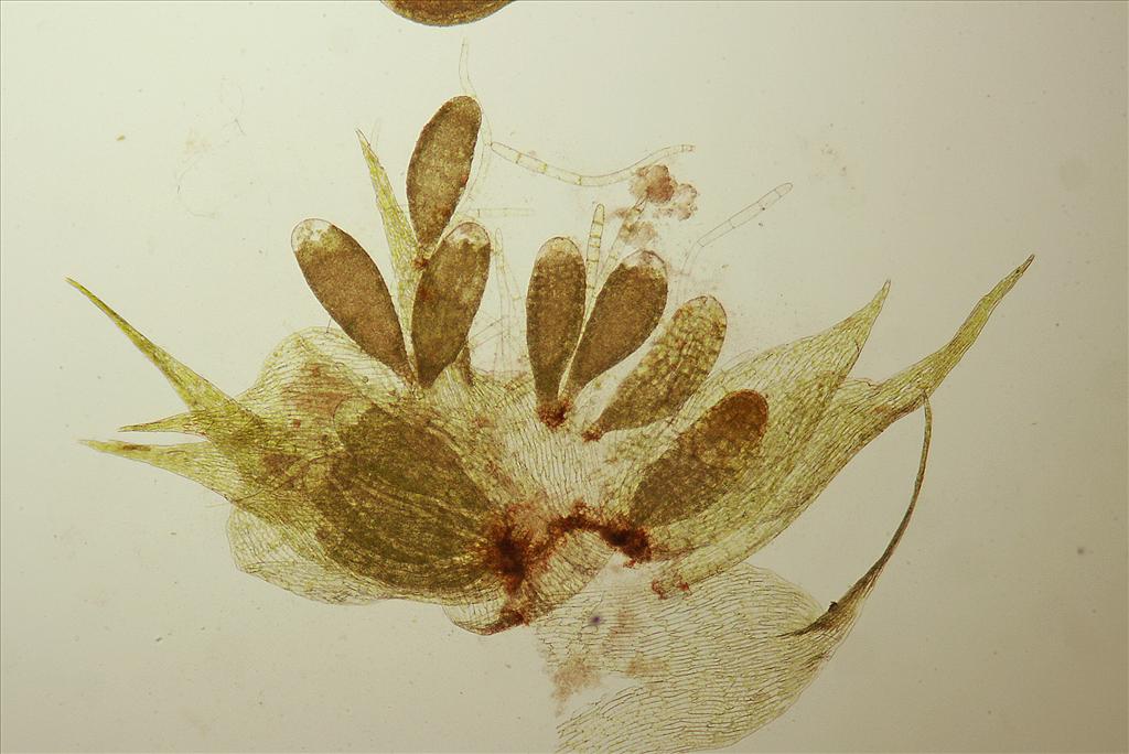 Brachythecium rutabulum (door Jan Kersten)