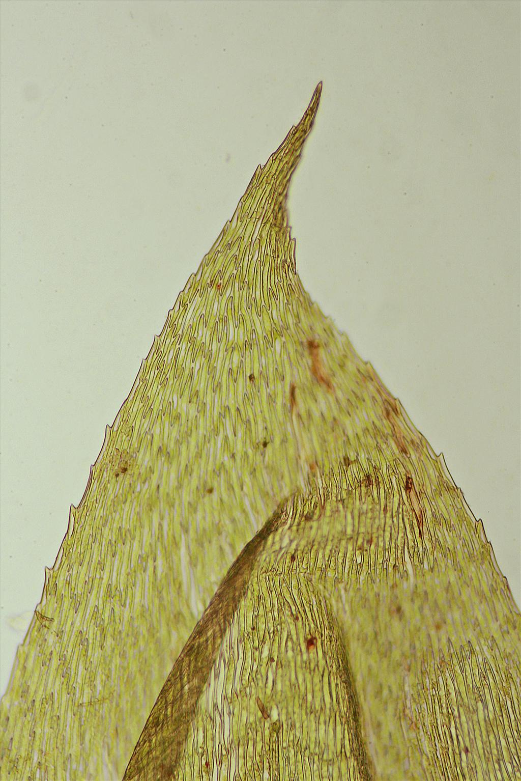 Brachythecium rutabulum (door Jan Kersten)