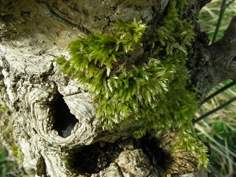 Brachythecium salebrosum (door Henk Greven)