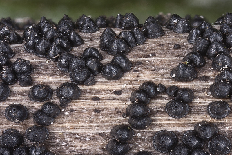 Leptosphaeria acuta (door Gerben Winkel)