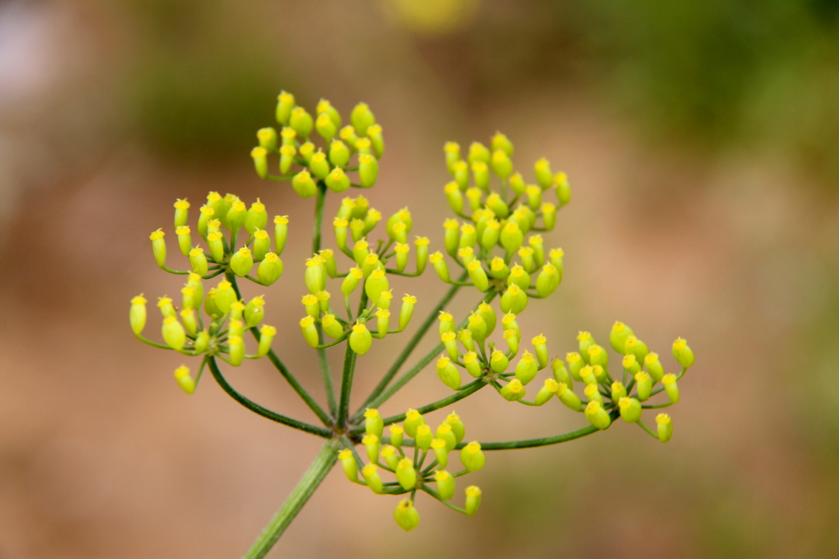 Pastinaca sativa subsp. urens (door Peter Meininger)