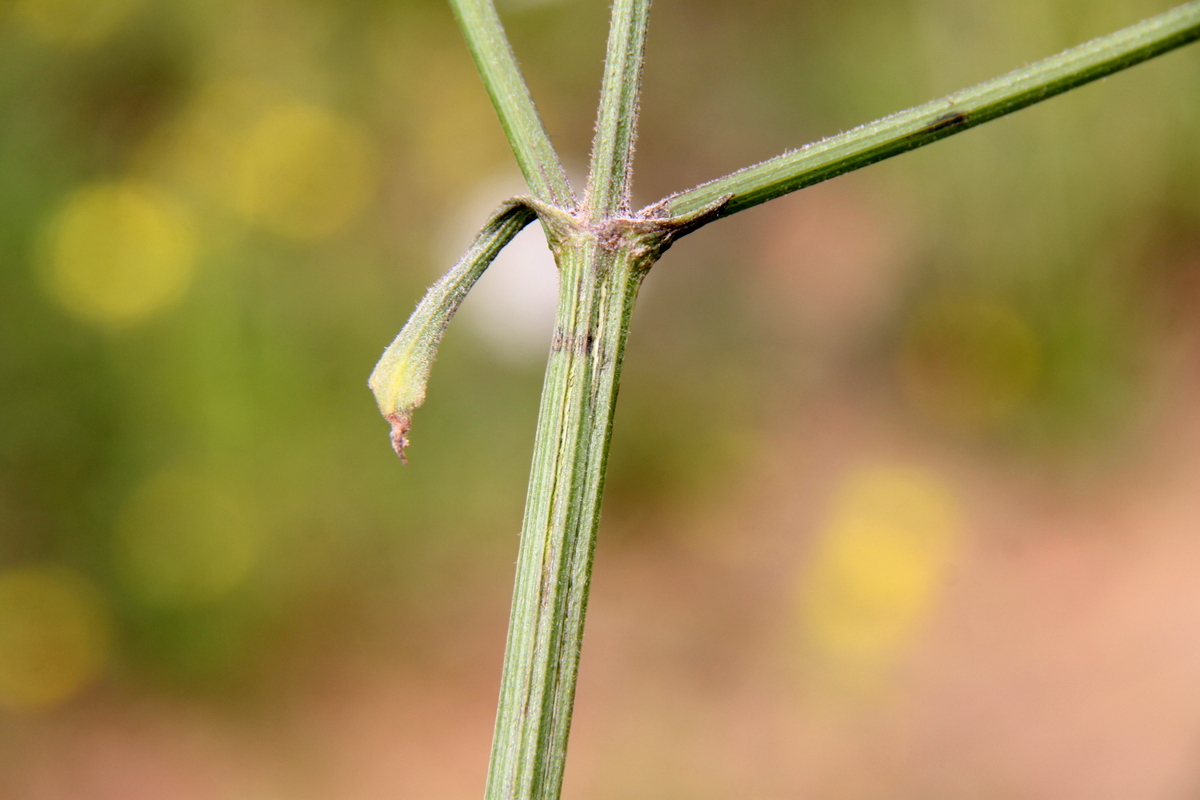 Pastinaca sativa subsp. urens (door Peter Meininger)