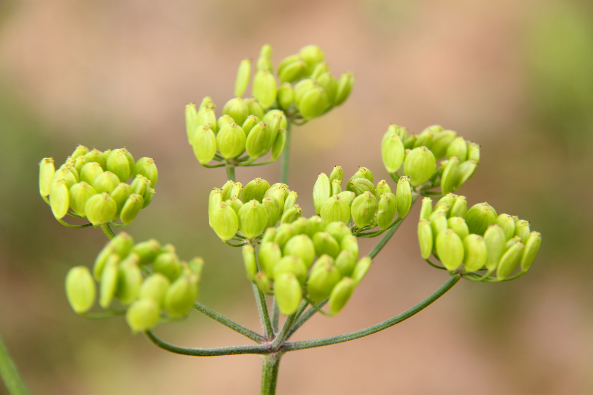 Pastinaca sativa subsp. urens (door Peter Meininger)