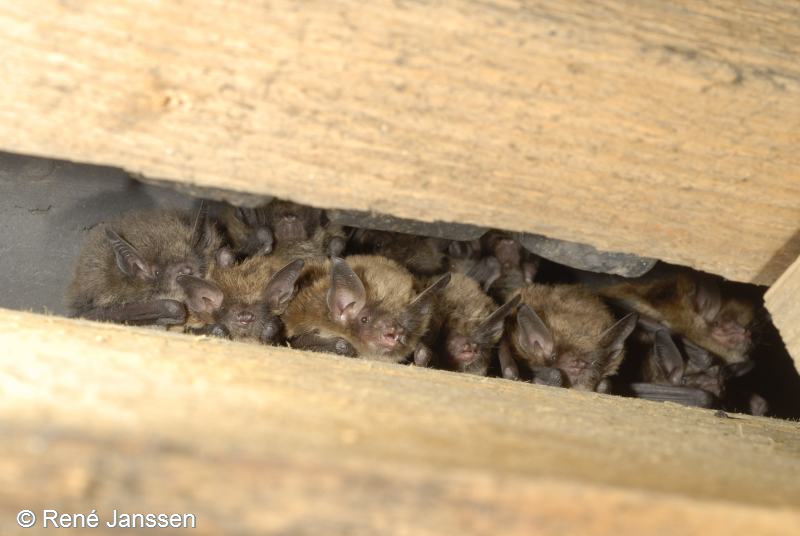 Myotis brandtii (door René Janssen)