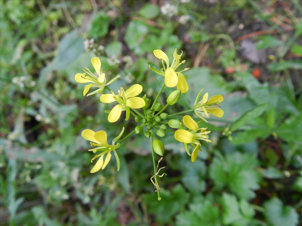 Brassica juncea (door Rutger Barendse)