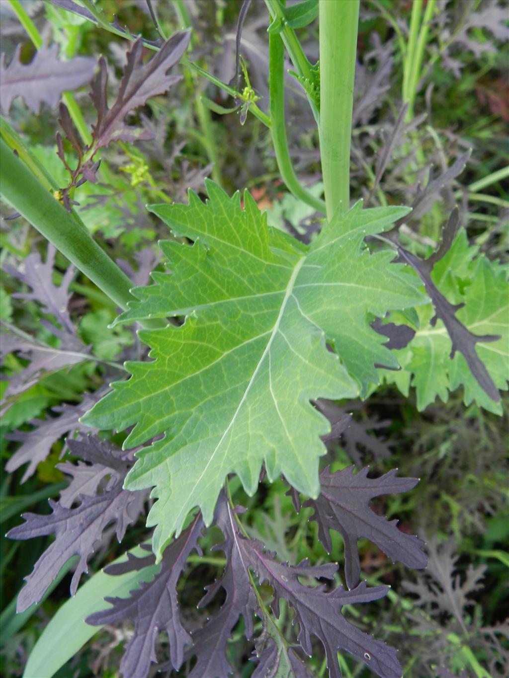 Brassica juncea (door Rutger Barendse)