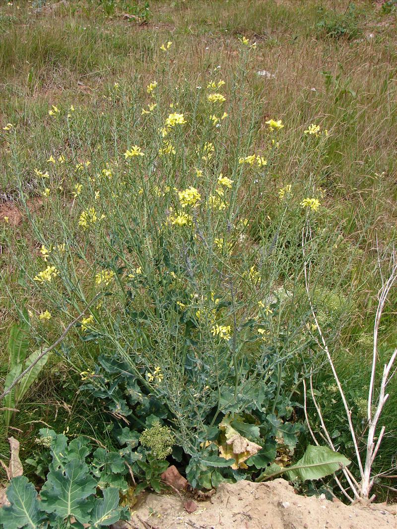 Brassica napus (door Adrie van Heerden)