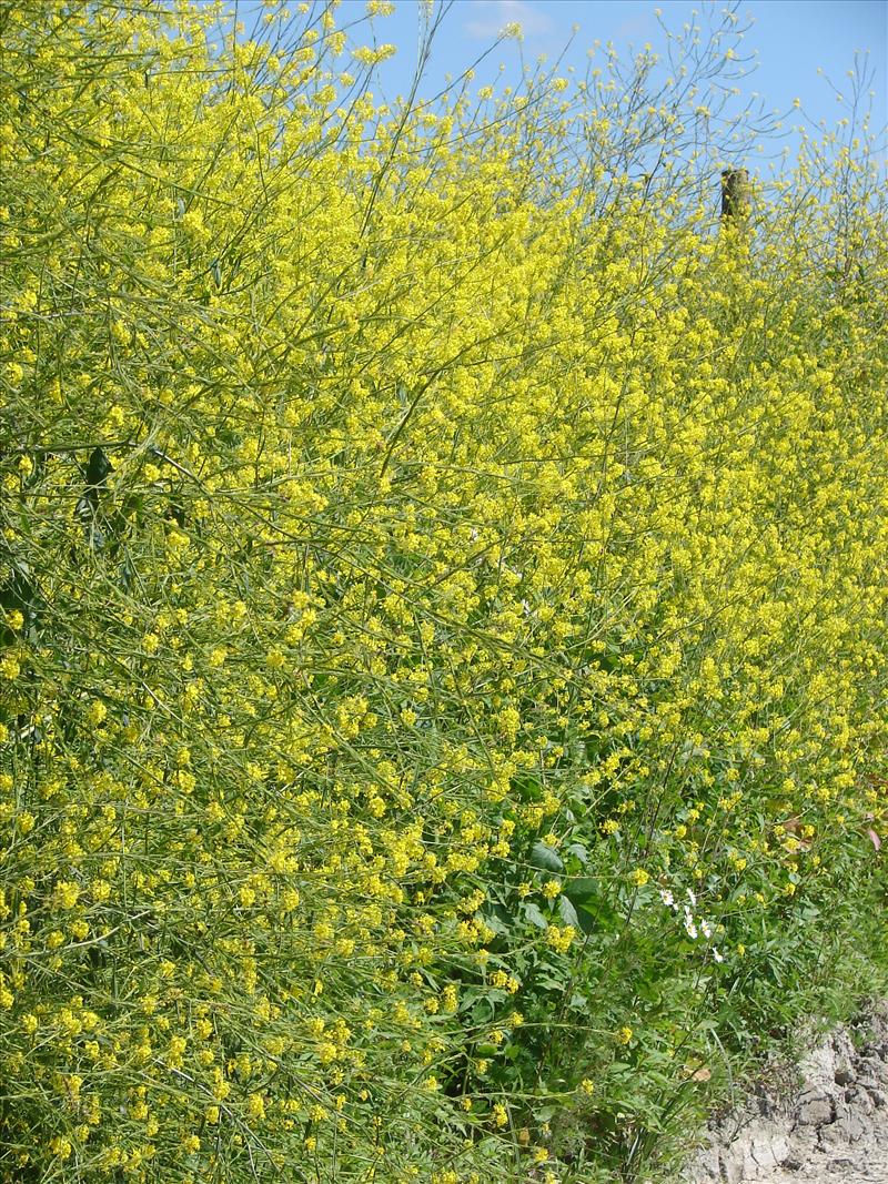 Brassica nigra (door Adrie van Heerden)