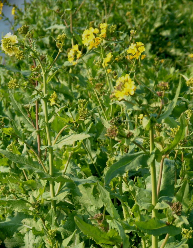 Brassica rapa (door Adrie van Heerden)