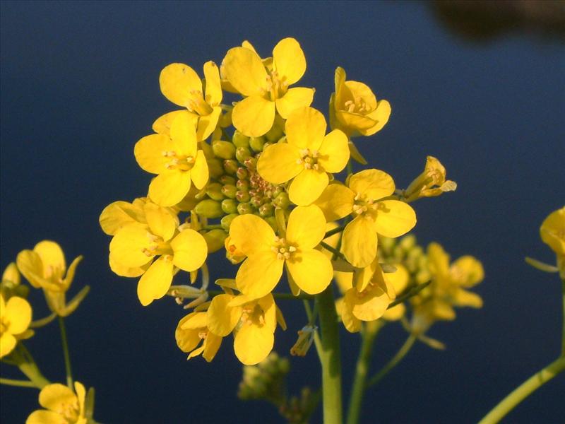 Brassica rapa (door Adrie van Heerden)