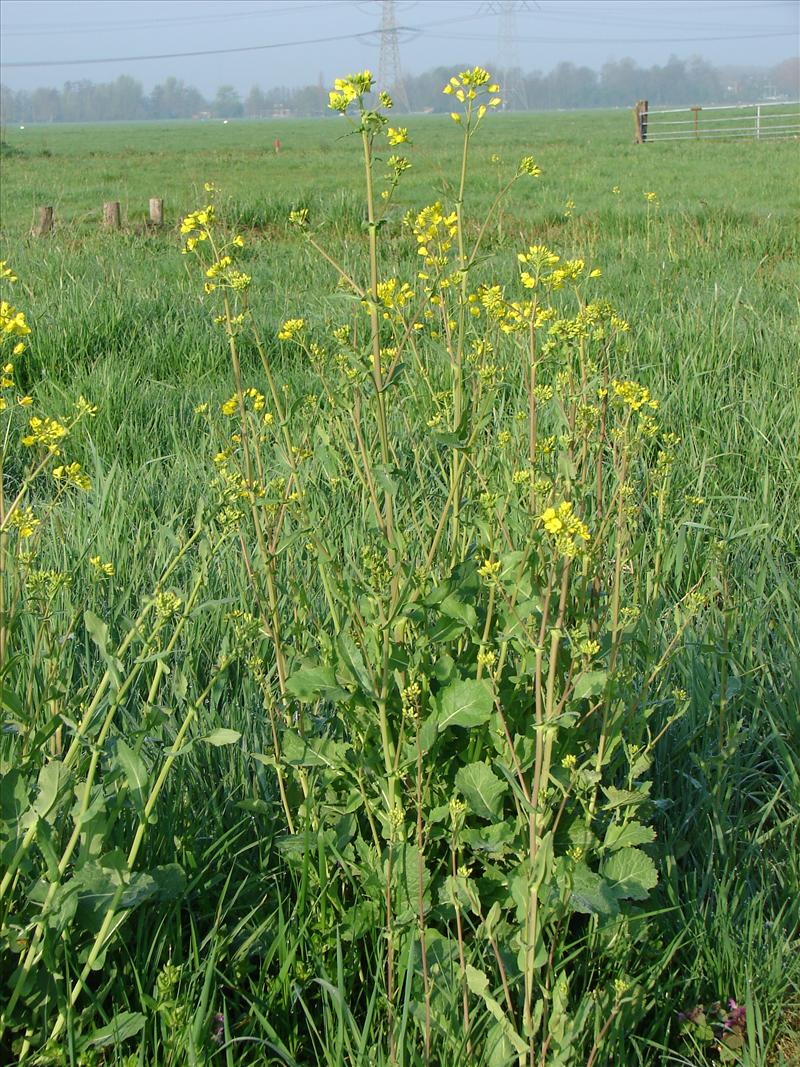 Brassica rapa (door Adrie van Heerden)