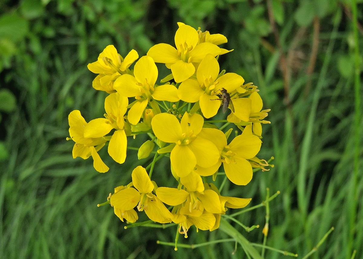 Brassica rapa (door Ab H. Baas)