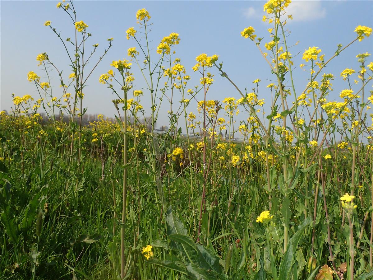 Brassica rapa (door Adrie van Heerden)