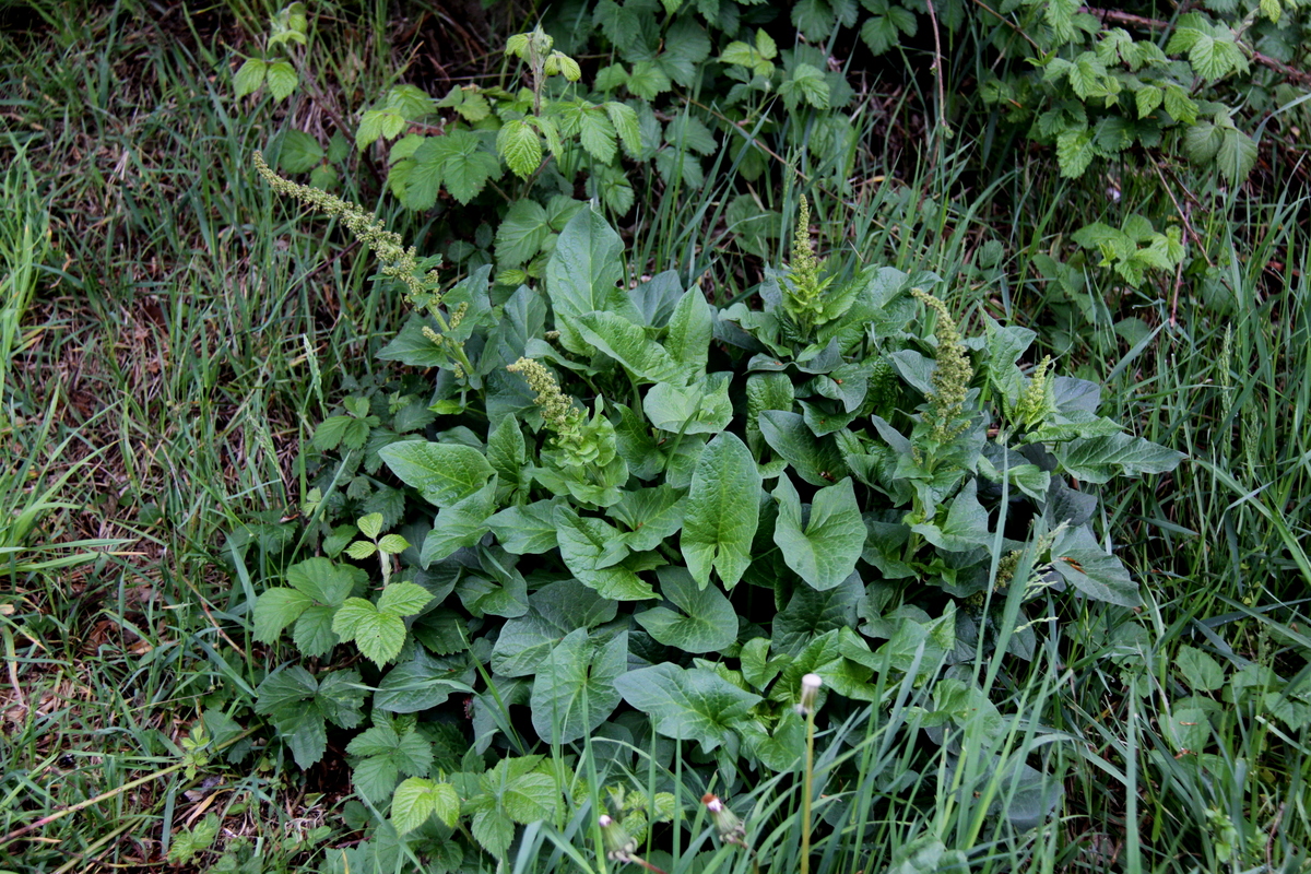 Blitum bonus-henricus (door Peter Meininger)