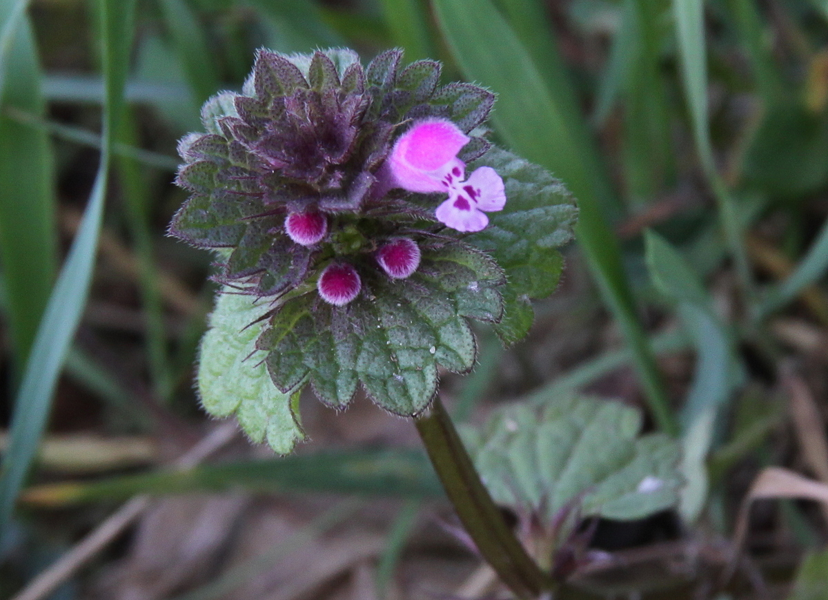 Lamium confertum (door Peter Meininger)