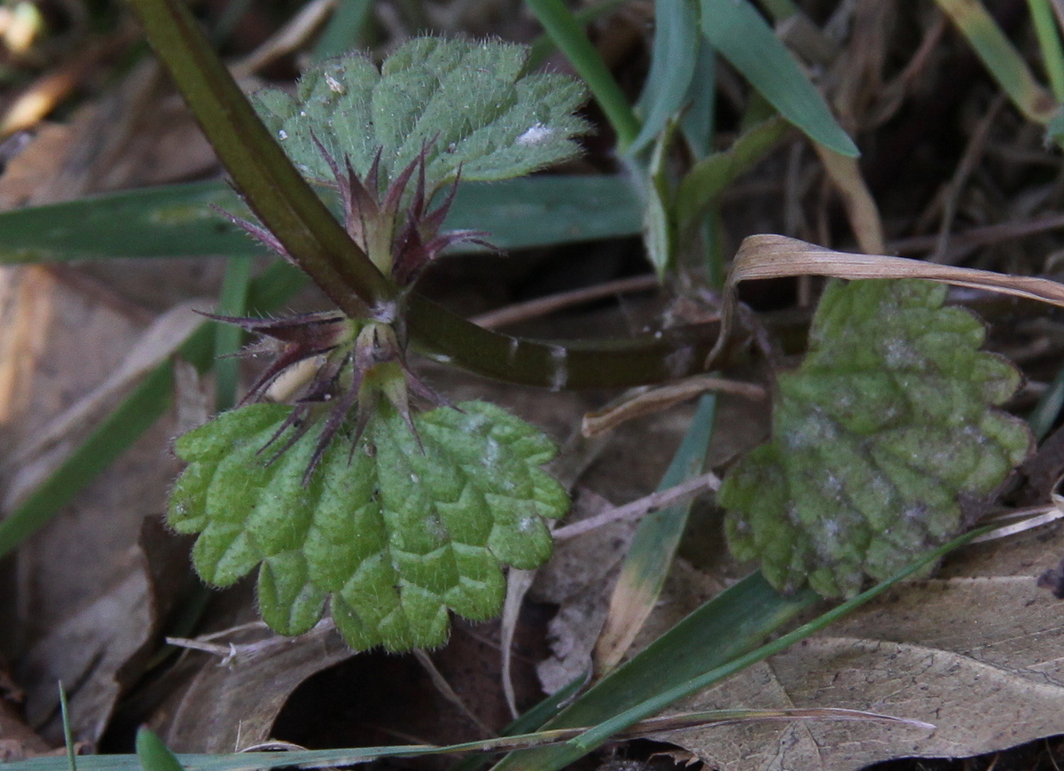 Lamium confertum (door Peter Meininger)