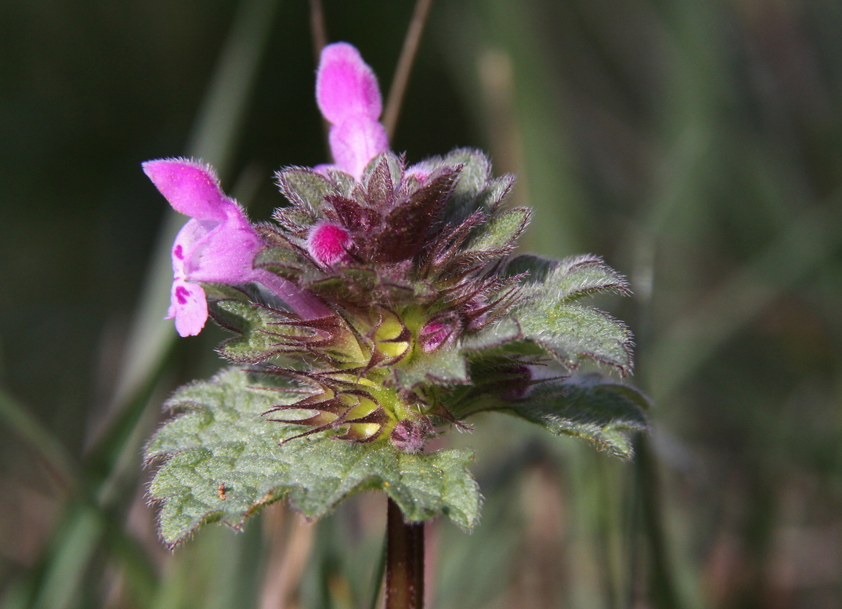 Lamium confertum (door Peter Meininger)