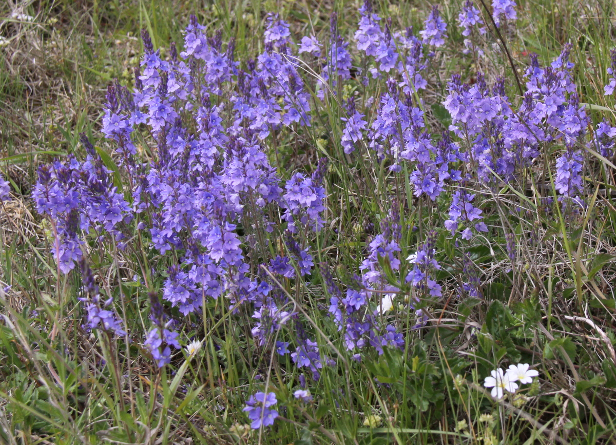 Veronica austriaca subsp. teucrium (door Peter Meininger)